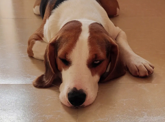 比格犬吃什么狗粮 需要注意哪些方面