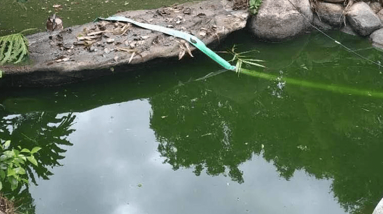 露天鱼池水变绿怎么处理