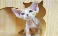 德文卷毛猫生活环境温度