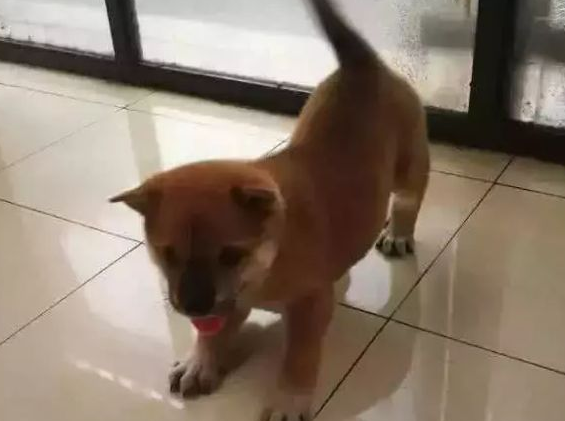 男子公园花了500元竟买了一只柴犬,知道真相后却引网友热议 男子公园花了500元竟买了一只柴犬,知道真相后却引网友热议