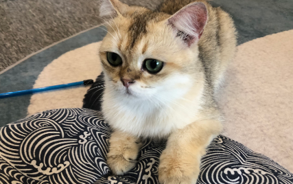 养猫可以买的鲜花 养猫可以买的鲜花