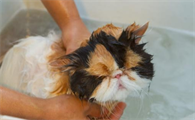 小猫可以洗澡不