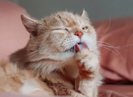 小猫总是舔毛是什么原因