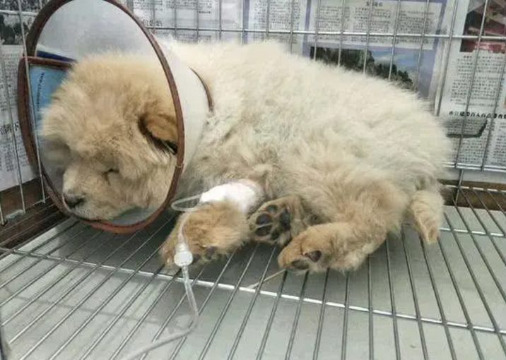细小会在人身上携带多久 细小会在人身上携带多久