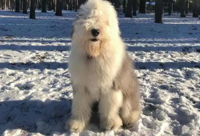 油漆广告的狗狗是什么品种