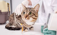 怎么判断是猫瘟还是肠胃不好