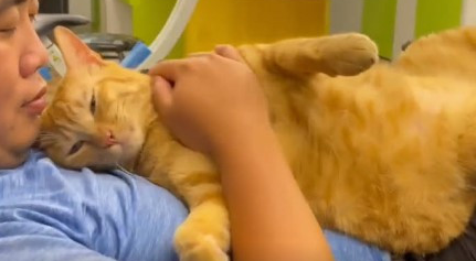 ima橘猫翻肚任人上下搓揉,饲主笑:我有这样的猫你没有! ima橘猫翻肚任人上下搓揉,饲主笑:我有这样的猫你没有!