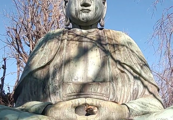 流浪猫躺在佛像手中晒太阳，网友表示：一看就是只有灵性的猫咪