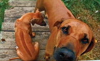点指名犬——勇猛的“非洲猎狮者”，罗得西亚脊背犬
