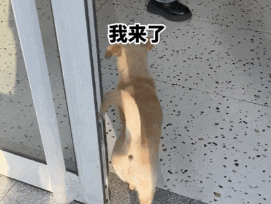 流浪狗受伤就往医院跑,还贿赂院长混上编制…皆大欢喜的结局,医生却哭了 流浪狗受伤就往医院跑,还贿赂院长混上编制…皆大欢喜的结局,医生却哭了
