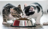 小猫几周可以加辅食