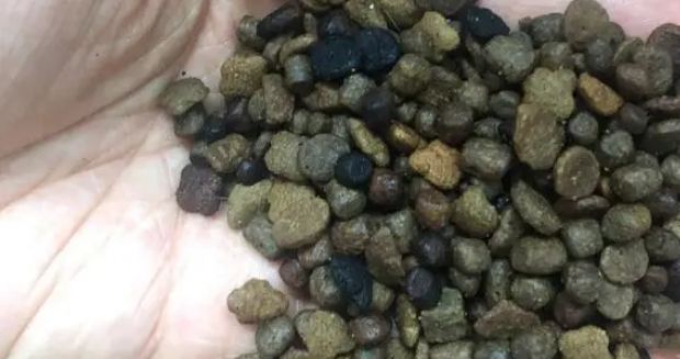 外出5天，我家猫在家给自己做饭......