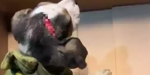 比格犬被虐待又被遗弃在垃圾桶，女生救助送医院，消毒伤口竟一声不吭