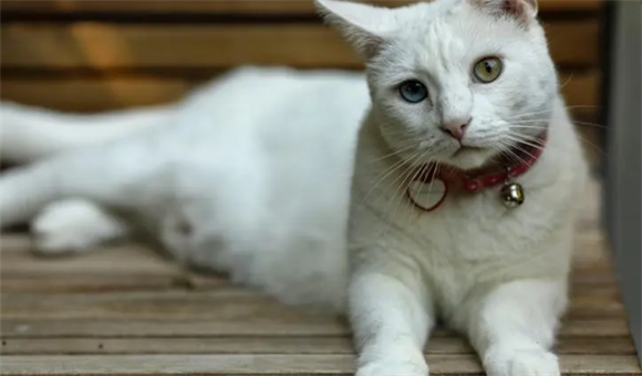 泰国御猫是什么品种