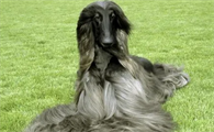 阿富汗猎犬服从性 主人口令的适应性