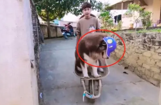阿拉斯加犯懒不愿走路,非得要坐车,主人只能把它抱上手推车 阿拉斯加犯懒不愿走路,非得要坐车,主人只能把它抱上手推车