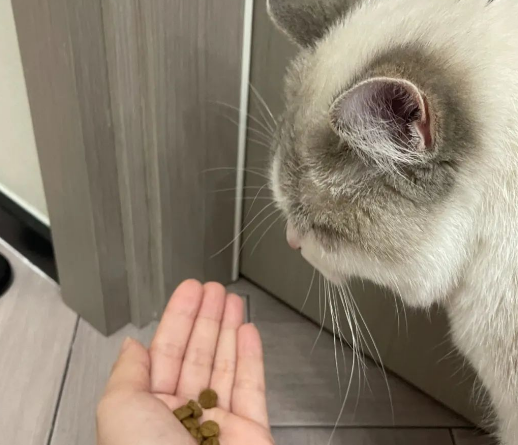 猫粮推荐丨鲜朗低温烘焙猫粮