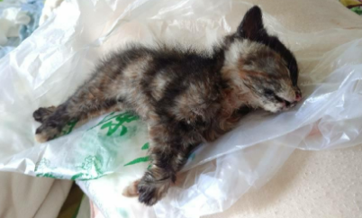 小猫死了咋处理