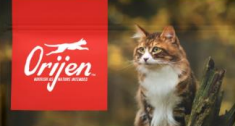 进口猫粮推荐:锁定这三款符合猫咪生物学性的猫粮 进口猫粮推荐:锁定这三款符合猫咪生物学性的猫粮