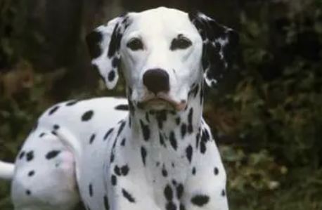 大麦町犬粘人程度，不会产生过度的依赖