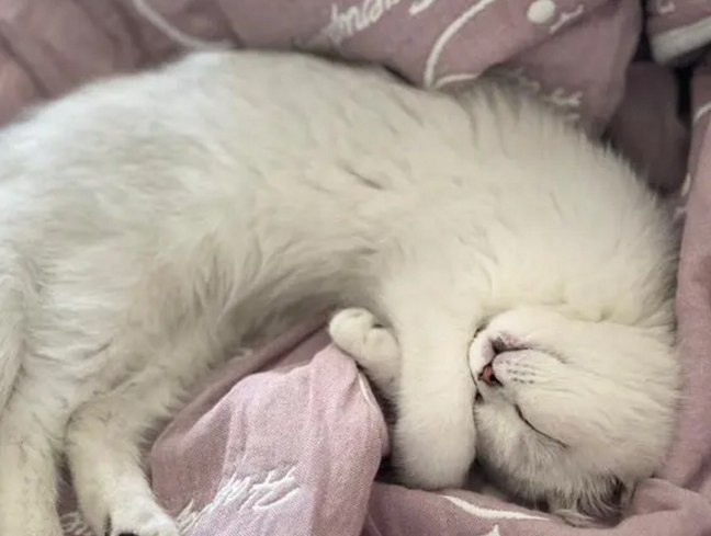 小猫无意识的掉屎粒是啥意思 小猫无意识的掉屎粒是啥意思