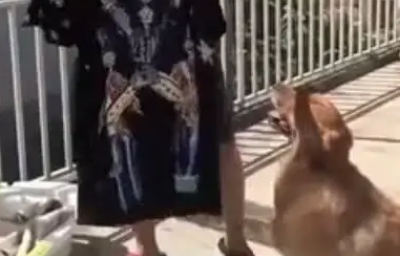 男主人晾衣服狗狗叼来了这个，男主人：你知道的太多了！