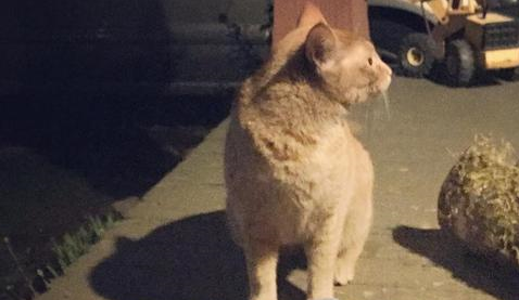 橘猫为了报答收养之恩,每日偷东西回家,主人被迫做失物招领 橘猫为了报答收养之恩,每日偷东西回家,主人被迫做失物招领