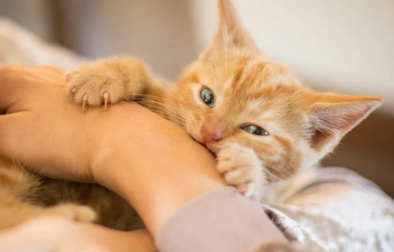 小猫咪喜欢咬主人的手和脚怎么办