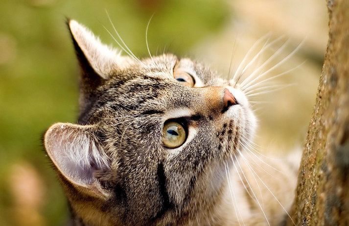 多例猫科动物感染新冠 研究人员:“猫”不传人 多例猫科动物感染新冠 研究人员:“猫”不传人