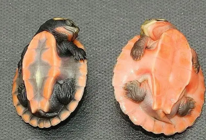 桃红侧颈龟和圆澳龟的区别