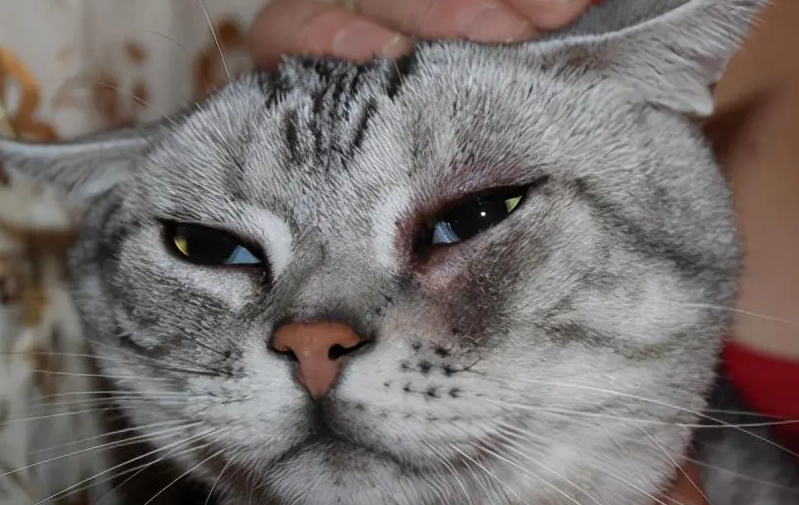 小猫有泪痕怎么处理 小猫有泪痕怎么处理
