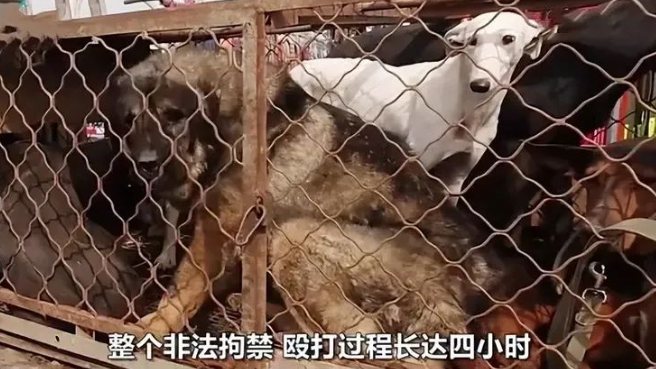 爱狗人士暴打狗肉店老板4小时,逼其给狗下跪,听到判罚后傻眼了 爱狗人士暴打狗肉店老板4小时,逼其给狗下跪,听到判罚后傻眼了