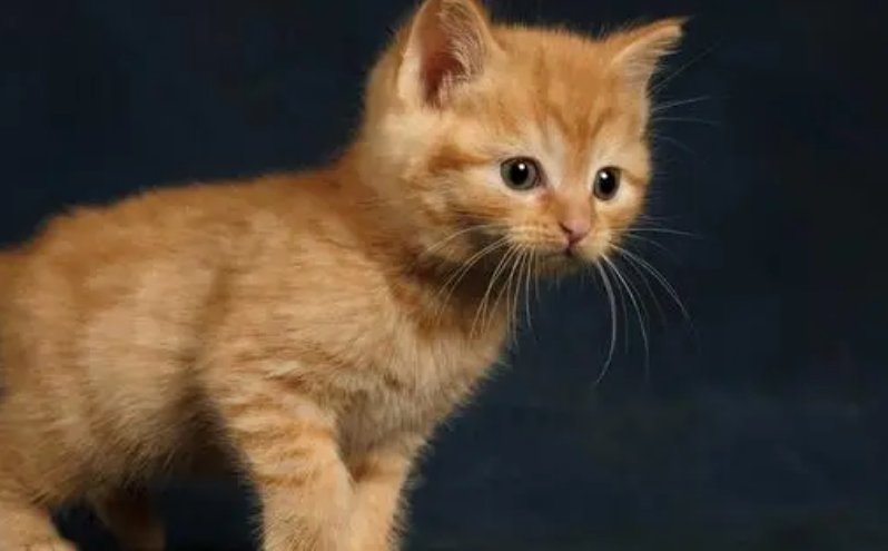 未满月小猫如何养护呢?专属关爱让他们茁壮成长! 未满月小猫如何养护呢?专属关爱让他们茁壮成长!