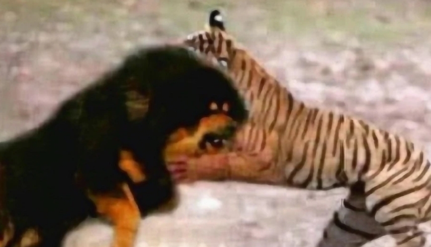 鬼獒王vs老虎 鬼獒王vs老虎