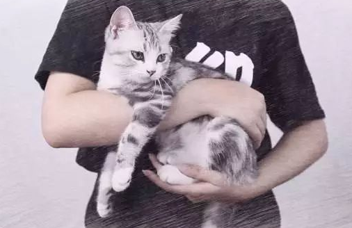 怎么抱猫咪它不反抗 怎么抱猫咪它不反抗