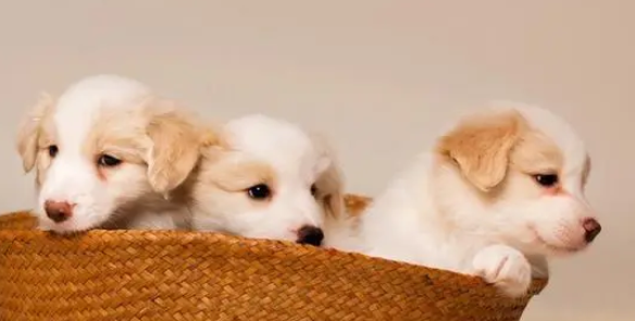 孩子用的小天才，怎么戴在狗身上？