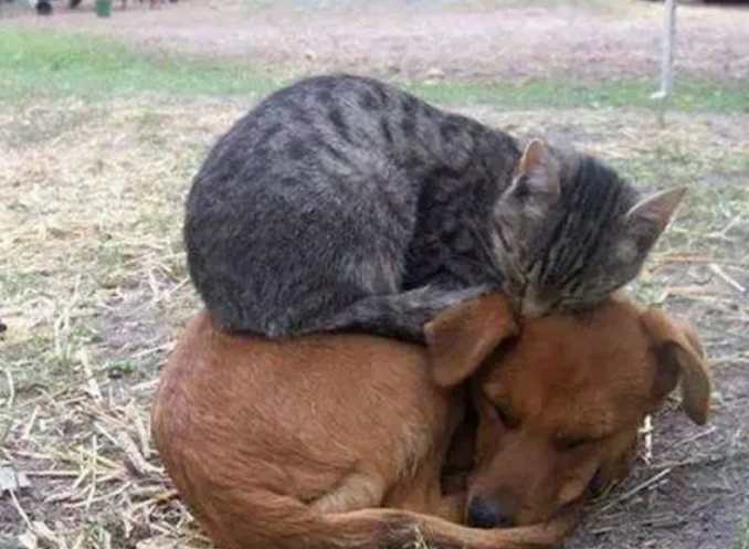 冬天猫咪“奇葩”取暖:萌出天际,屁股烧糊了! 冬天猫咪“奇葩”取暖:萌出天际,屁股烧糊了!
