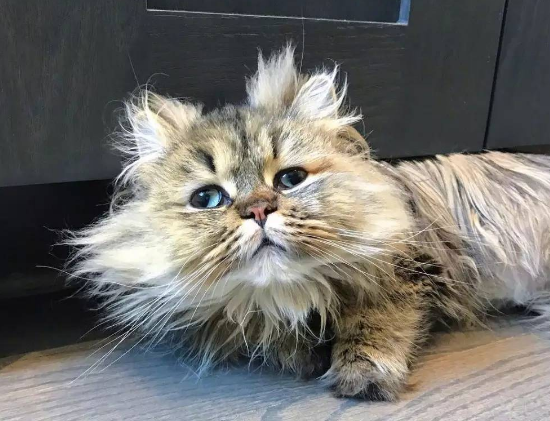 炸毛猫 炸毛猫
