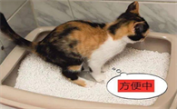 小猫会自己去猫砂盆上厕所吗
