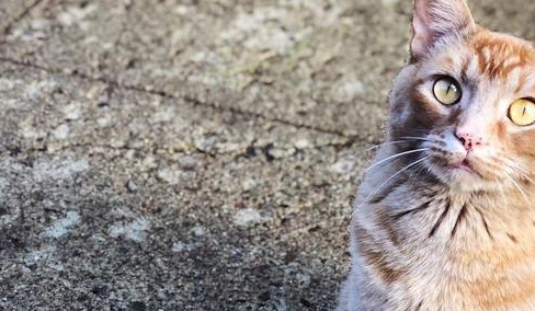 橘猫为了报答收养之恩,每日偷东西回家,主人被迫做失物招领 橘猫为了报答收养之恩,每日偷东西回家,主人被迫做失物招领