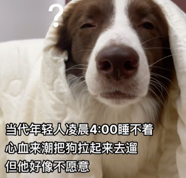 凌晨3点，妹子失眠非给狗洗澡…第二天的狗：昨晚做噩梦洗了一晚上的澡！