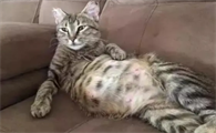 小猫几个月下崽子