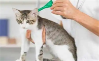 小猫多大可以驱虫