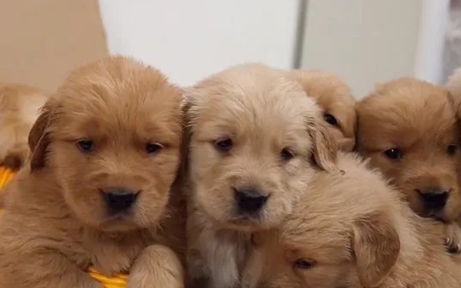 幼犬拉稀怎么办但是很活泼