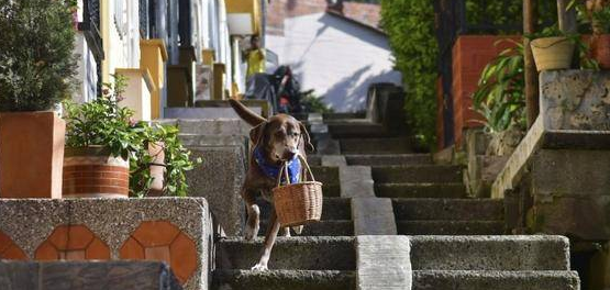 超市老板派狗狗给街坊送货，它完成任”