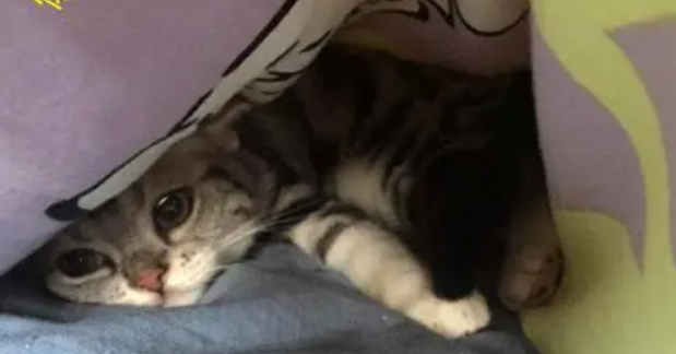 下班回到家,猫咪给了主人一个后脑勺,看到猫的脸后,主人慌了! 下班回到家,猫咪给了主人一个后脑勺,看到猫的脸后,主人慌了!