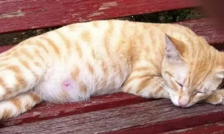 怎么判断猫咪流产了 怎么判断猫咪流产了
