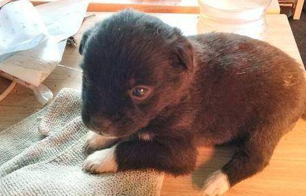 捡到一只流浪狗，带回家养了几天后，却被邻居好心劝告不要养