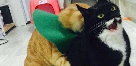 奶牛猫和橘猫交手,光看体型就不是大橘的对手!橘猫:自不量力 奶牛猫和橘猫交手,光看体型就不是大橘的对手!橘猫:自不量力