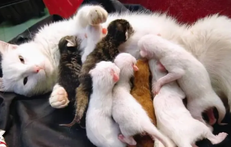 小猫怎么看公猫母猫